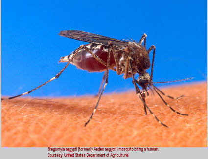 Aedes aegypti mosquito